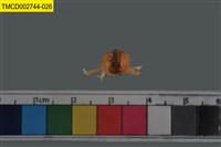 藏品(短指和尚蟹)的圖片